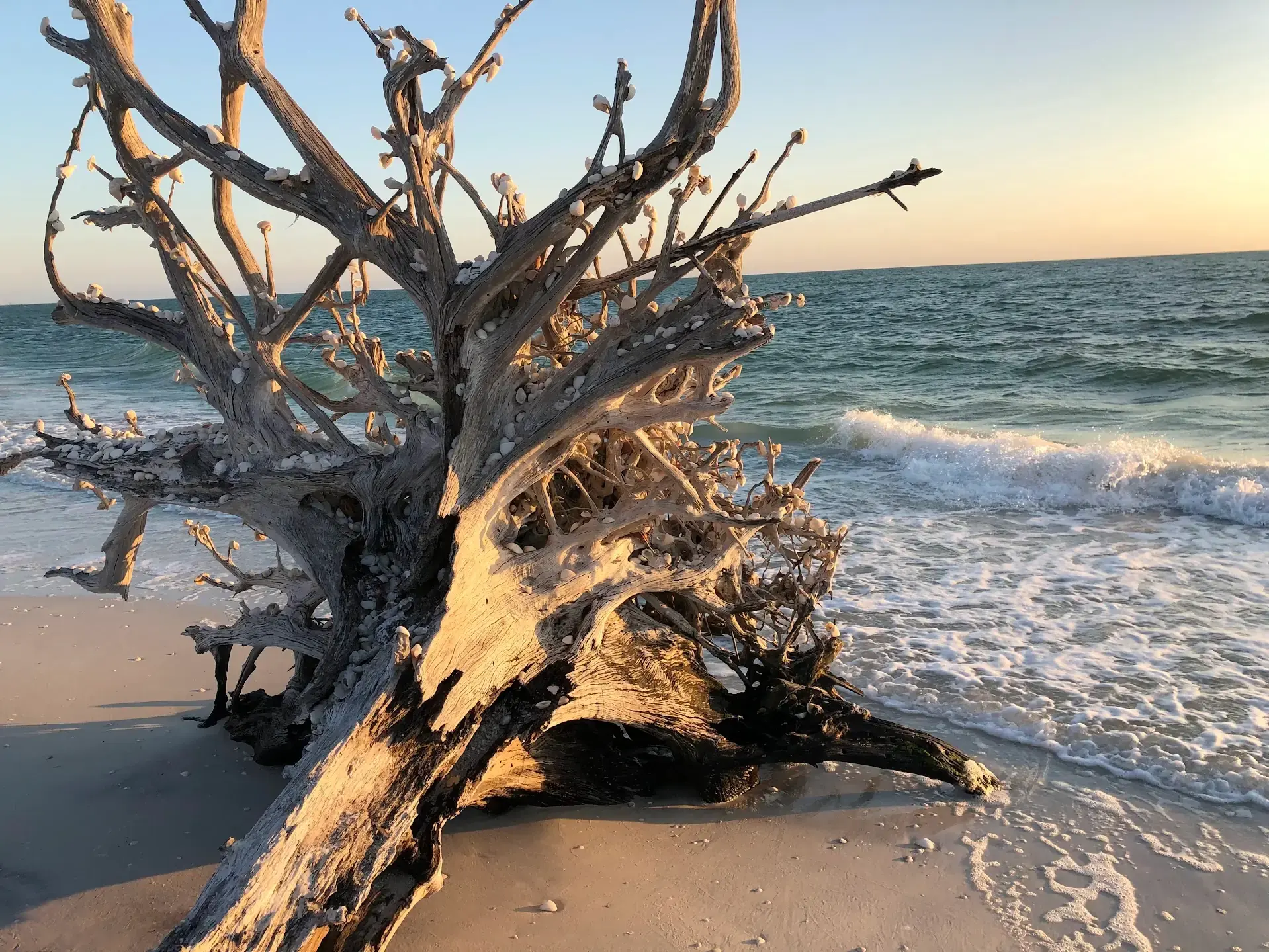 Driftwood at golden hour on Fort Myers Beach