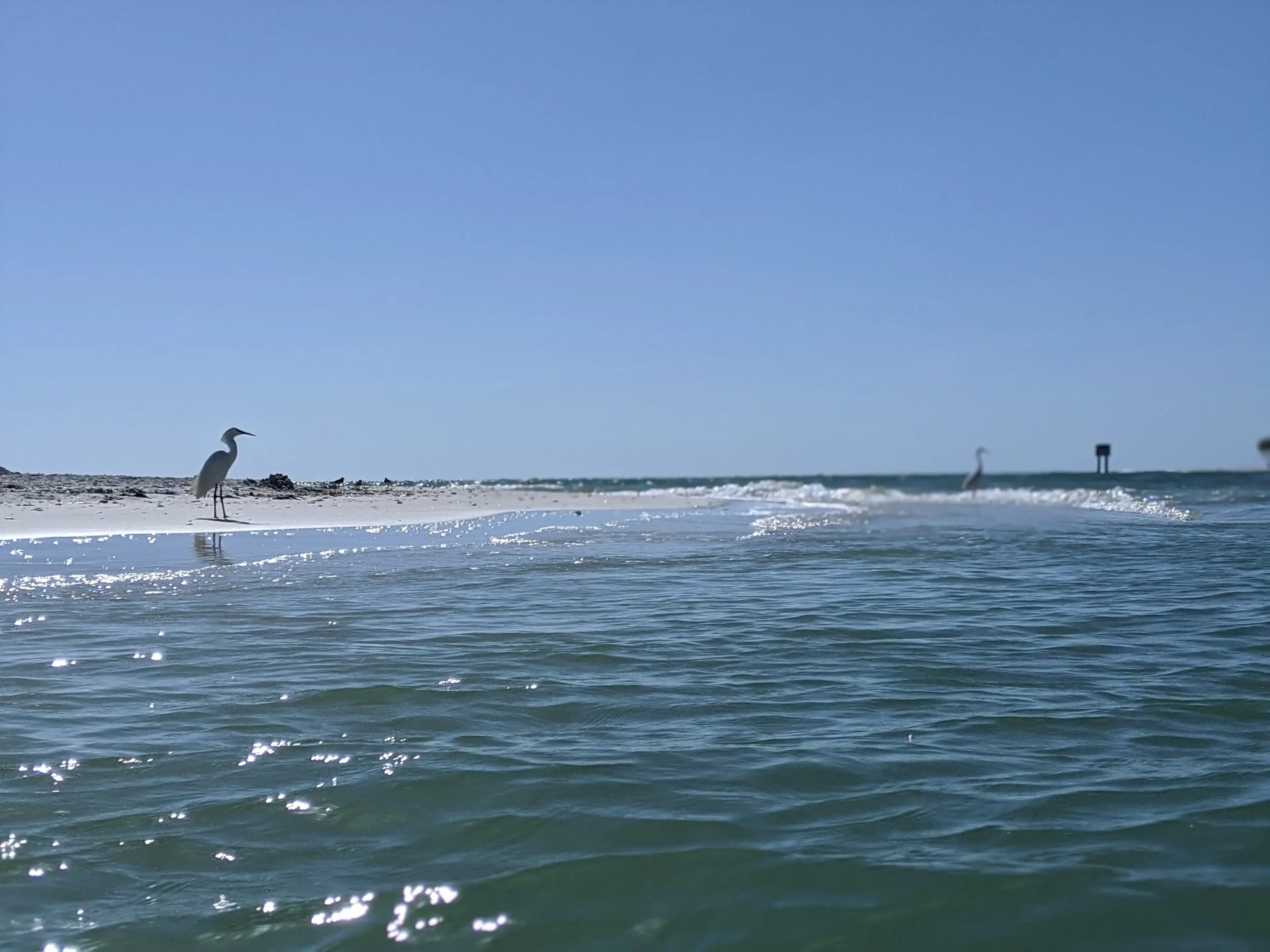 Egret wading on a sandbar at low tide